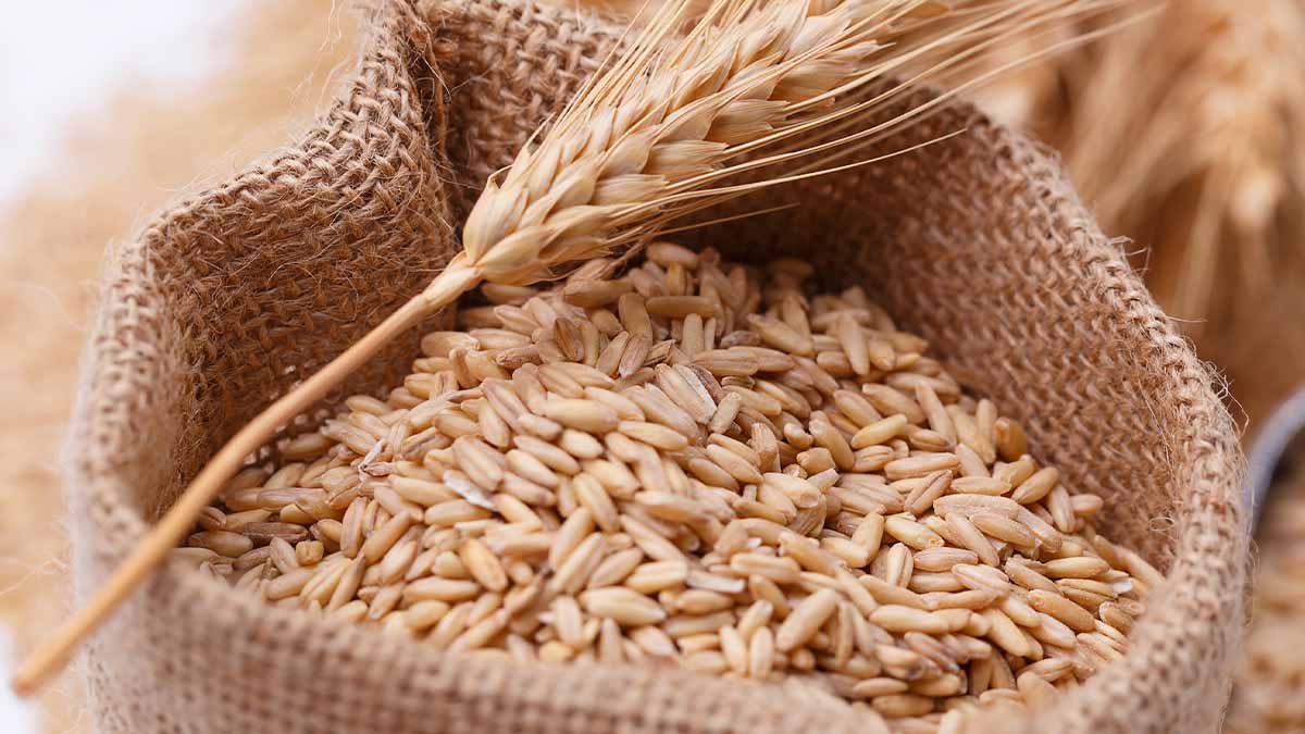 Conoce todo sobre la sémola de trigo | Recetas Nestlé