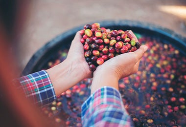 Mujer sosteniendo varios tipos de frutilla en sus manos