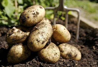 Tipos de papa acabadas de sacar del cultivo para preparar ensaladas.