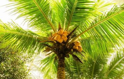 Palmera con frutos Palmera con frutos